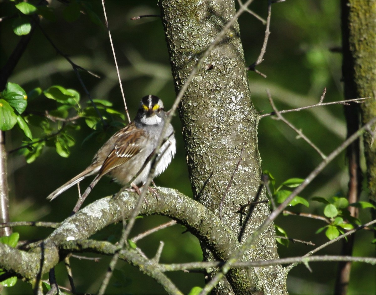 White-throated Sparrow - Bob Andrini