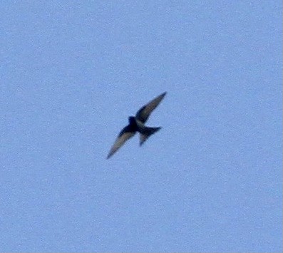 Cuban Martin - ML334213821