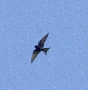 Cuban Martin - ML334213871