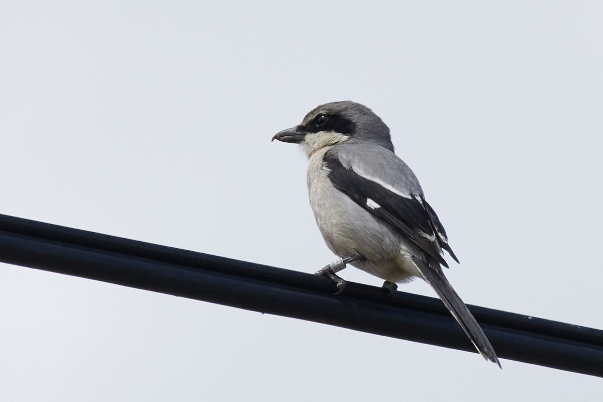 Iberian Gray Shrike - ML334214441