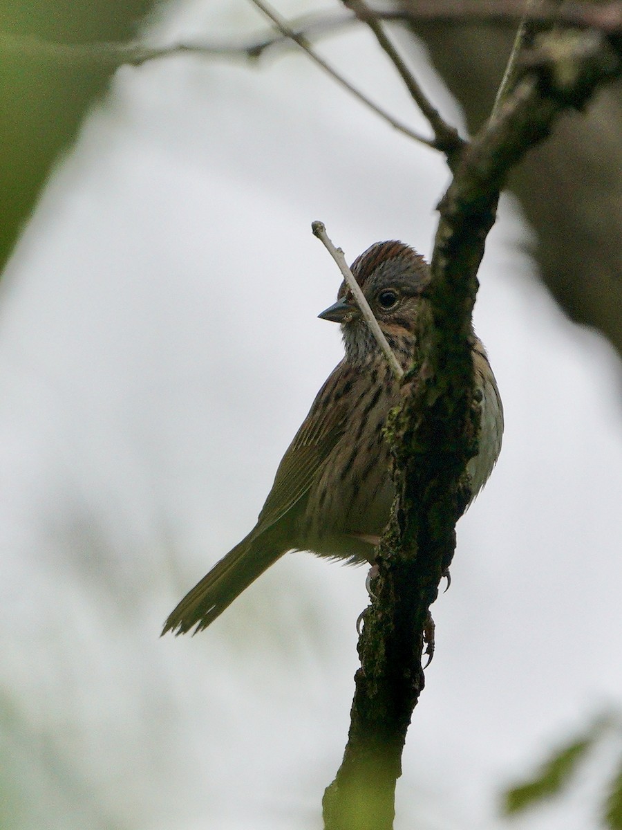 Lincoln's Sparrow - ML334214541