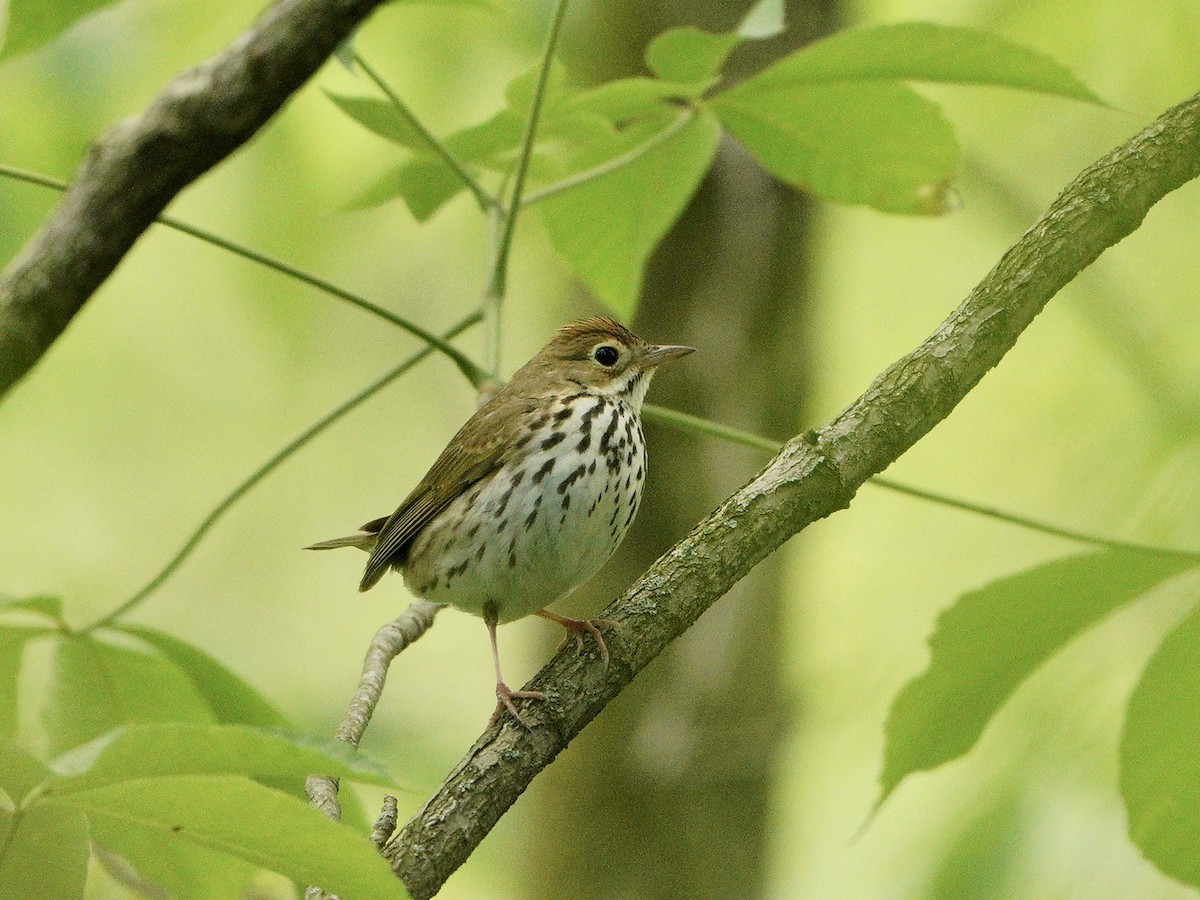 Ovenbird - ML334214901