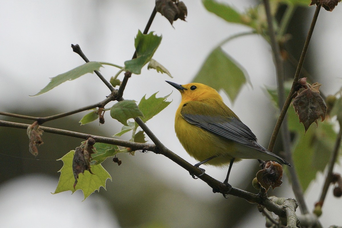 Prothonotary Warbler - ML334215211