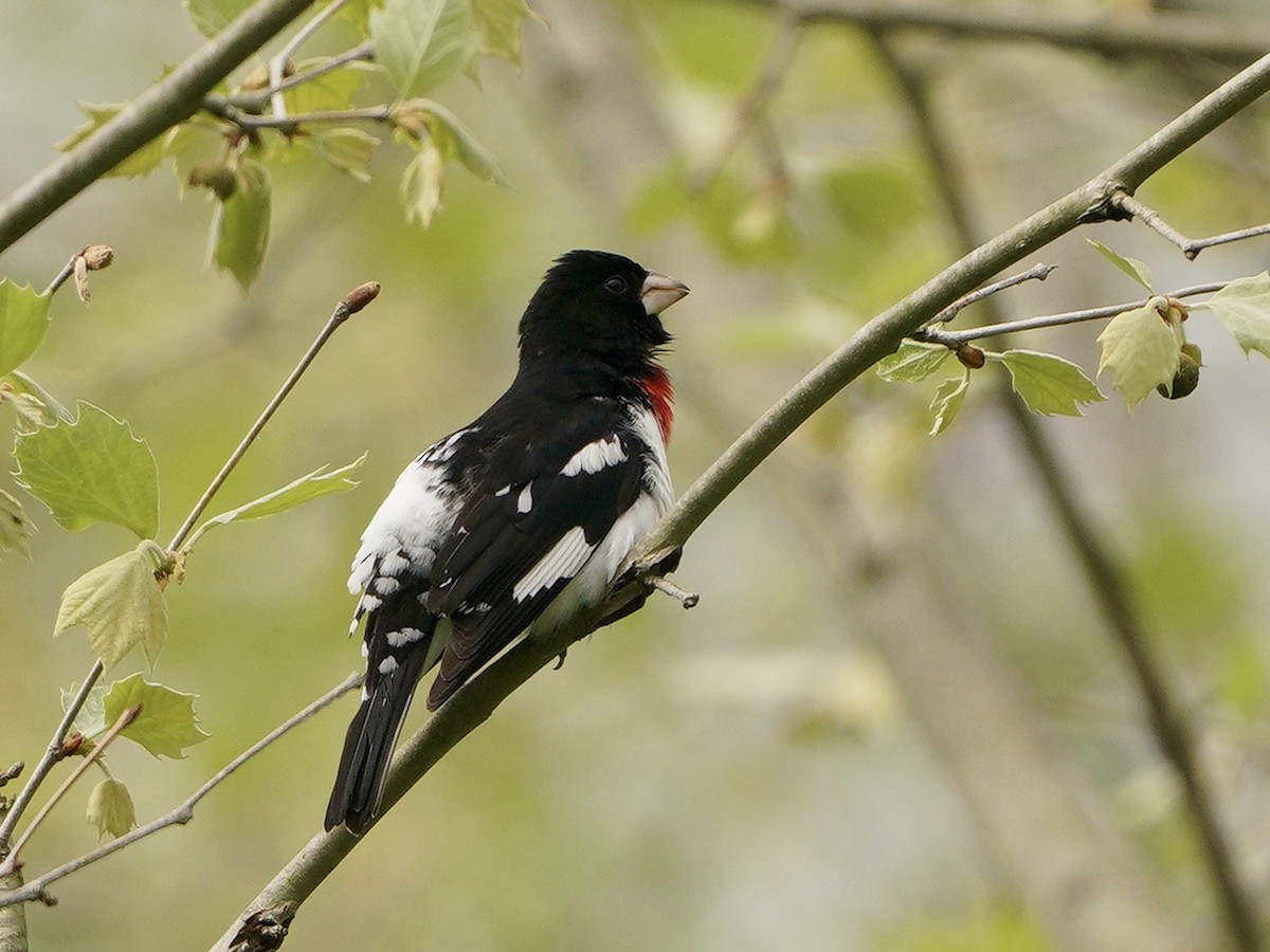 Rose-breasted Grosbeak - ML334215671