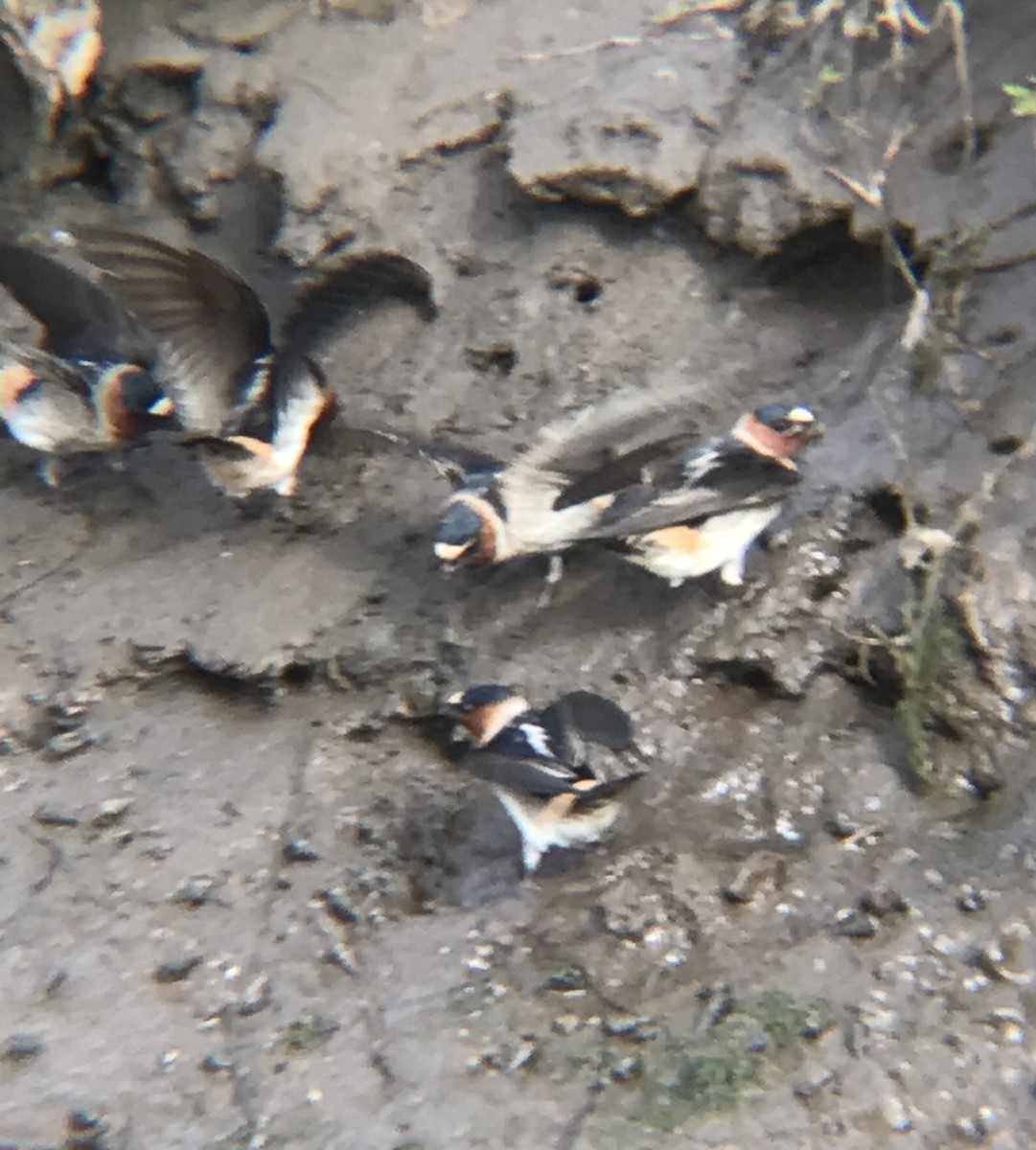 Cliff Swallow - ML334217381