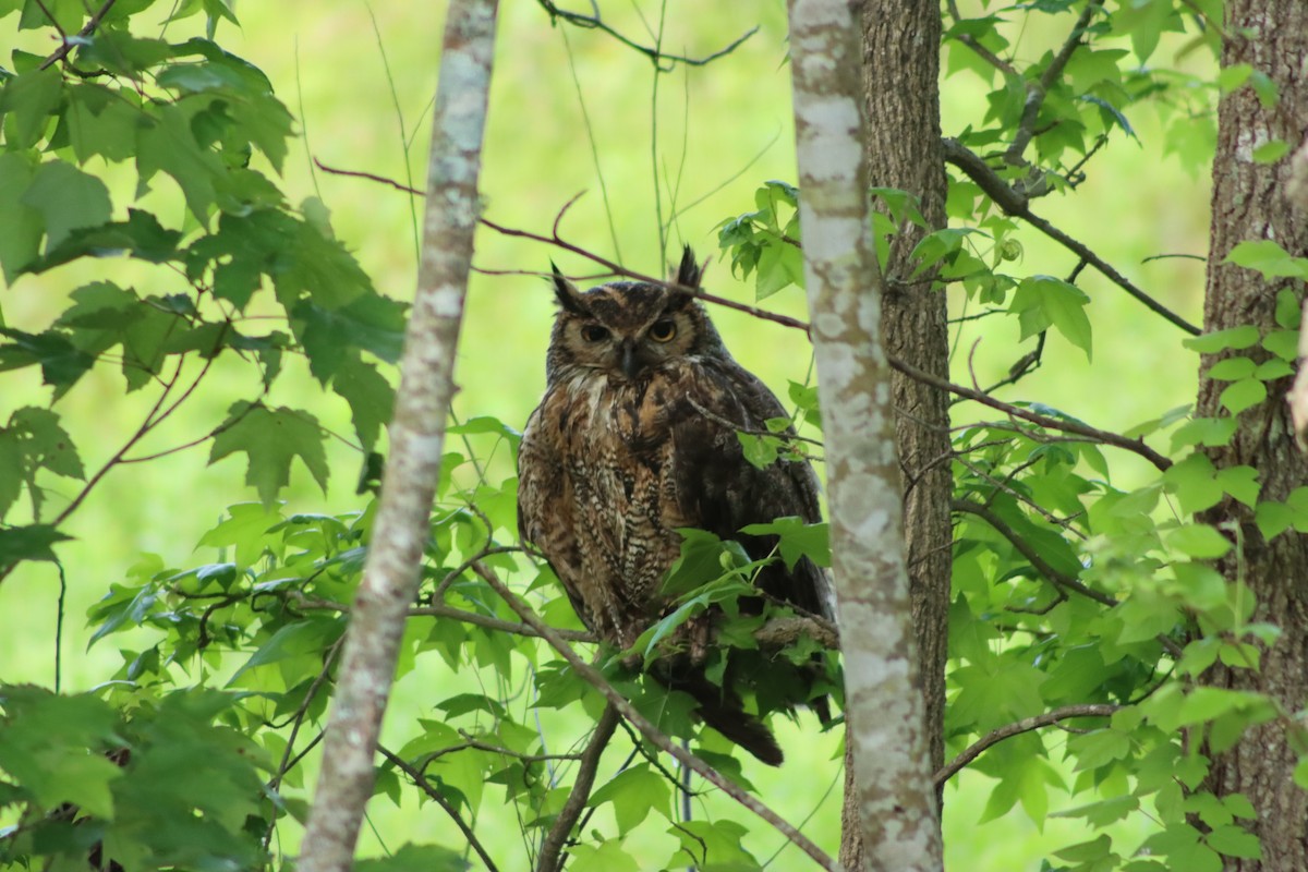 Great Horned Owl - ML334217781