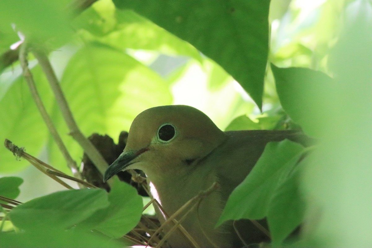 Mourning Dove - ML334218151