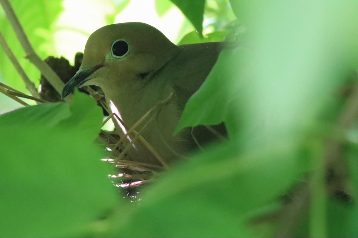 Mourning Dove - ML334218161