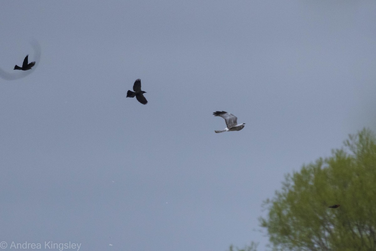 Northern Harrier - ML334220271