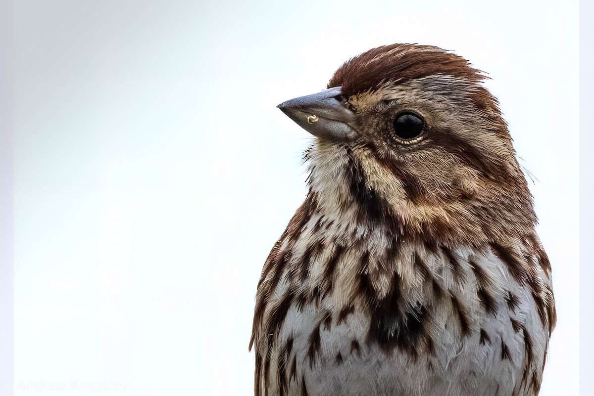 Song Sparrow - ML334220341