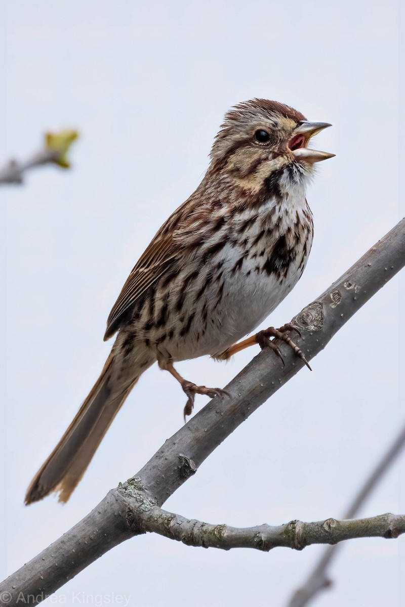 Song Sparrow - ML334220401