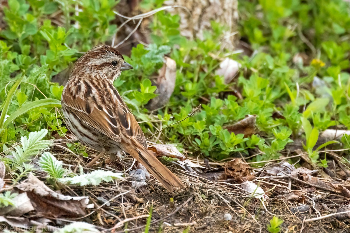 Song Sparrow - ML334220411