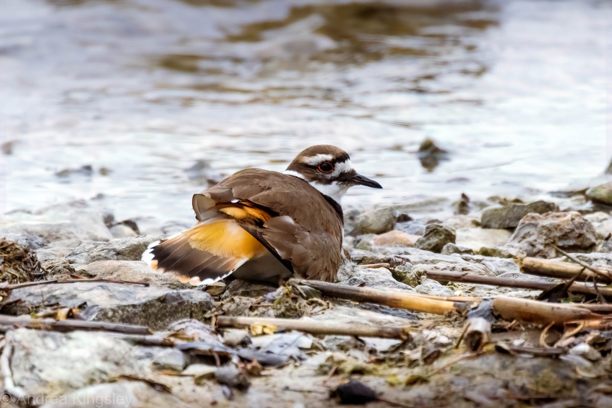 Killdeer - ML334220551