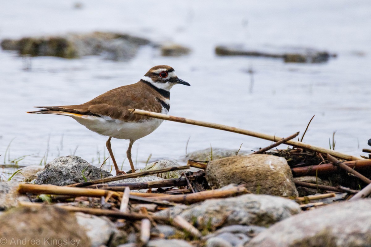 Killdeer - ML334220571