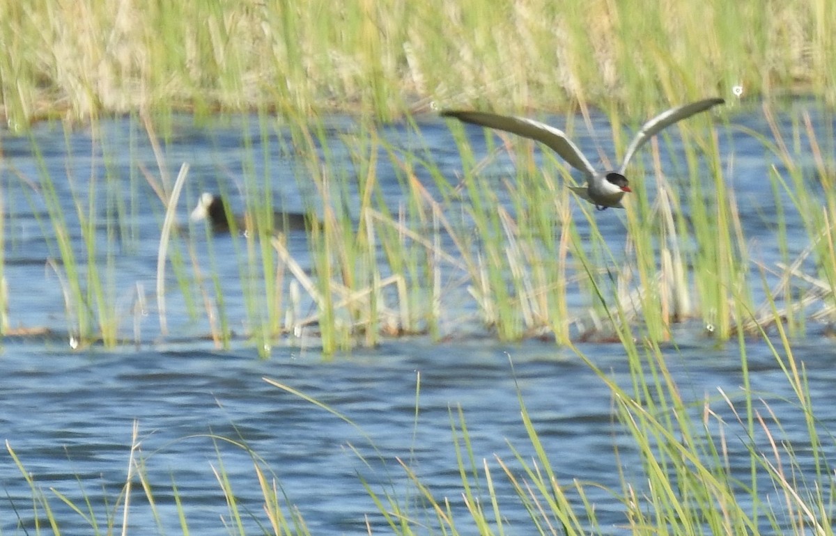 Weißbart-Seeschwalbe - ML334222991