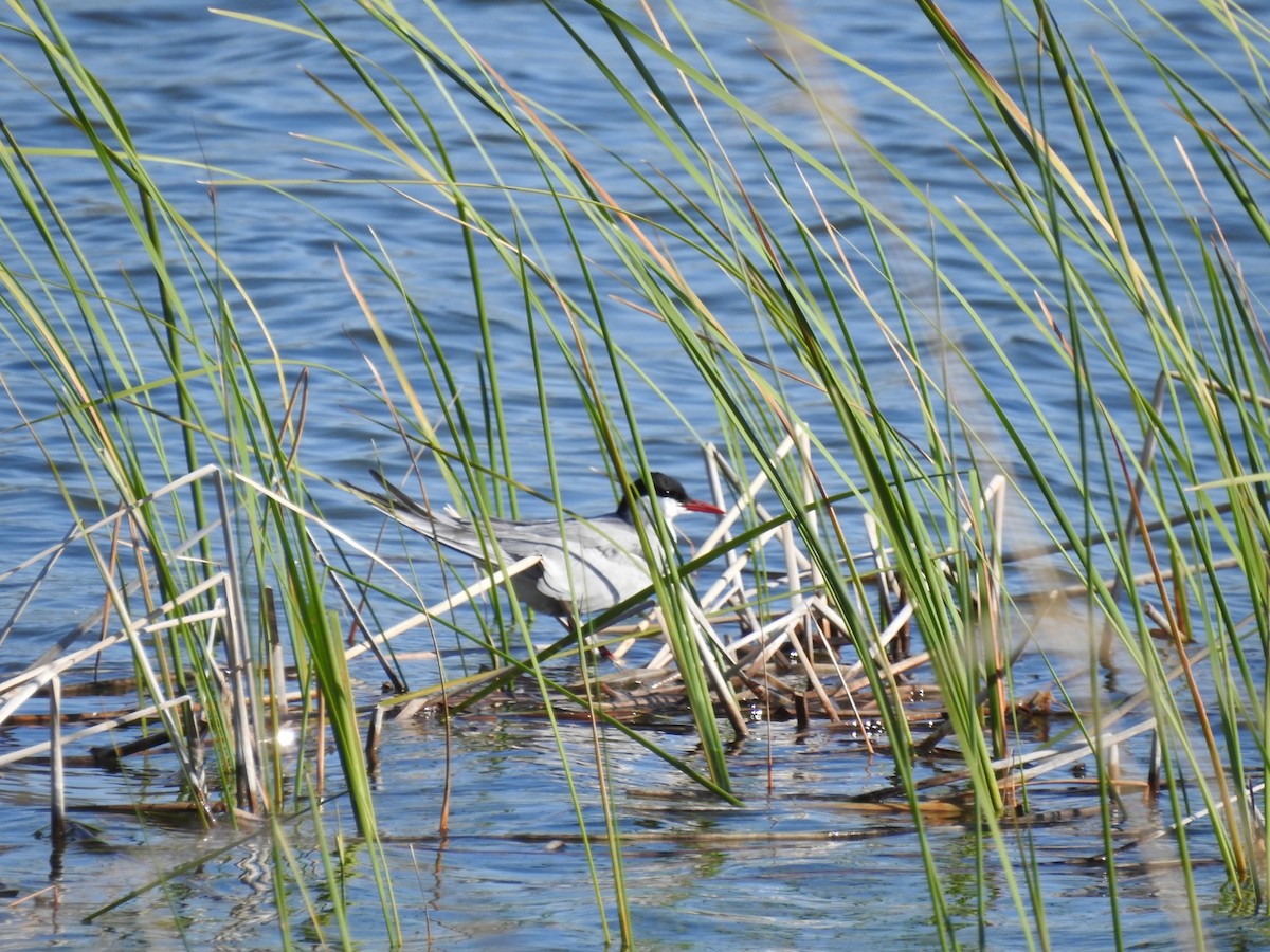 Whiskered Tern - ML334223001