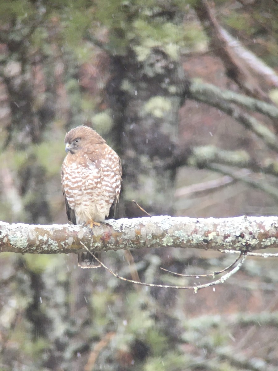 Broad-winged Hawk - ML334223441