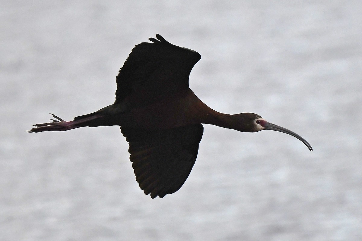 White-faced Ibis - ML334223561