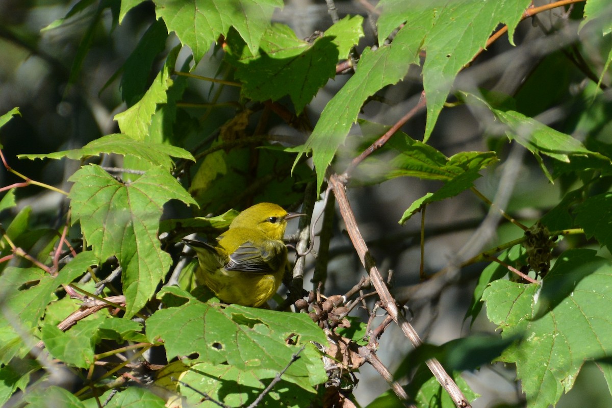 Blue-winged Warbler - Jeremy Collison