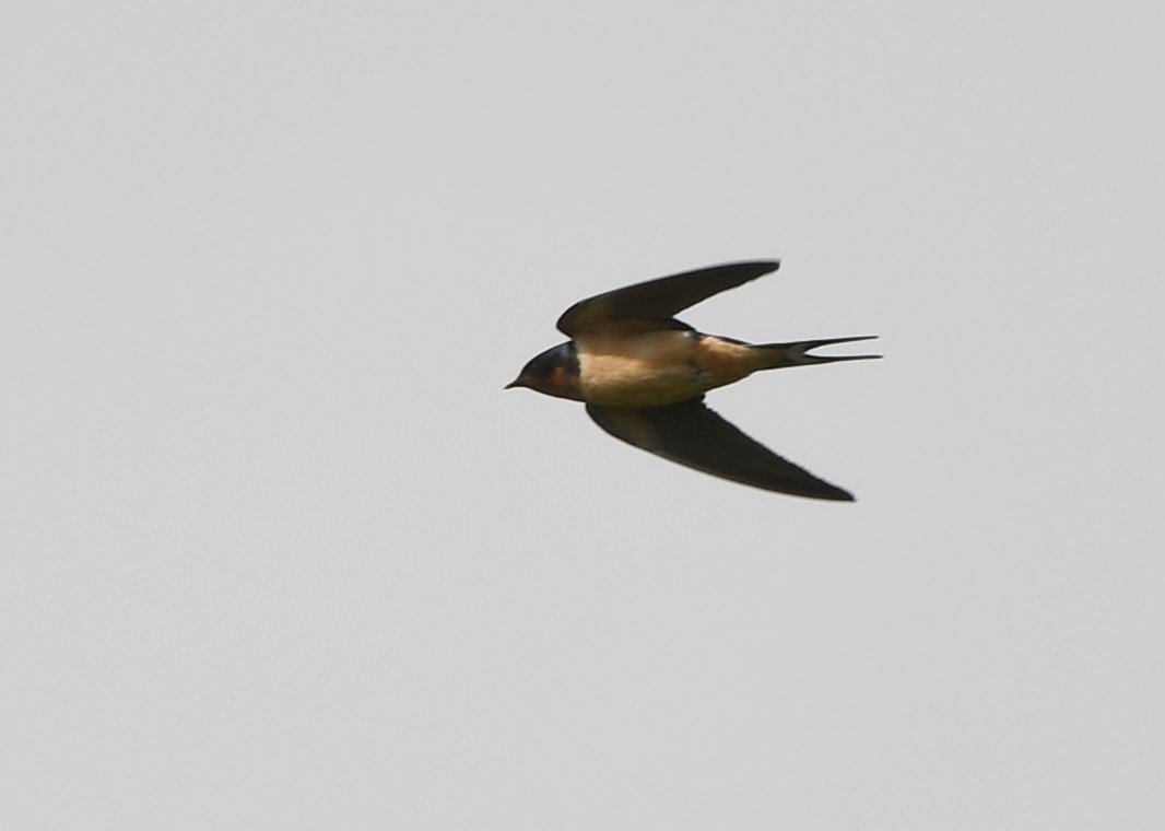 Barn Swallow - ML334225971