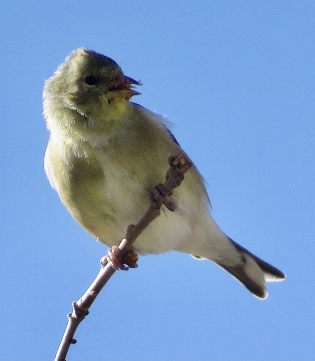 American Goldfinch - ML334228551