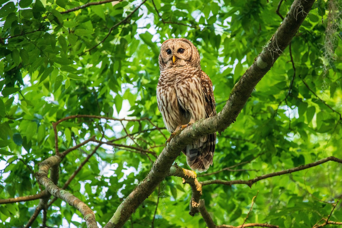 Barred Owl - Robert Morecraft