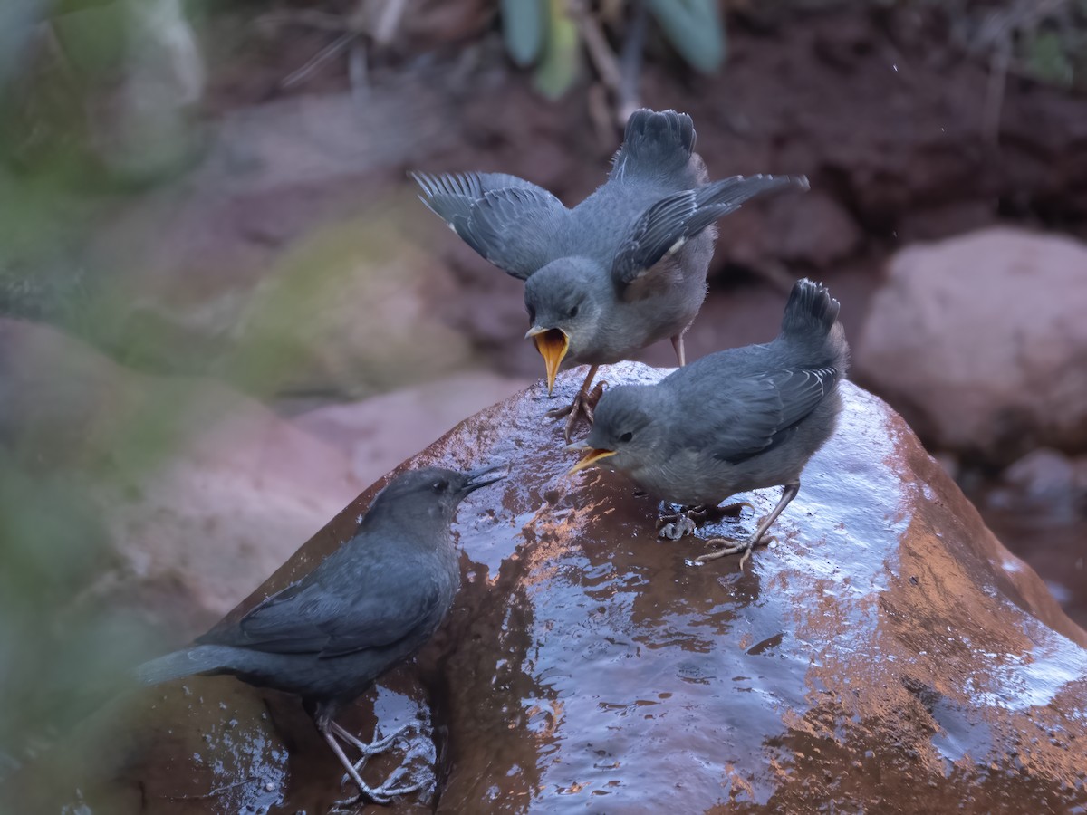 American Dipper - ML334229901