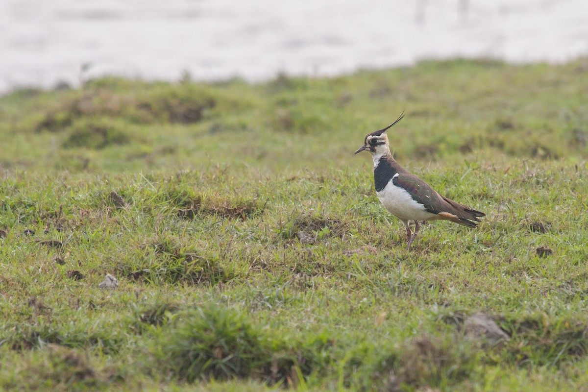 Northern Lapwing - Michel Gutierrez