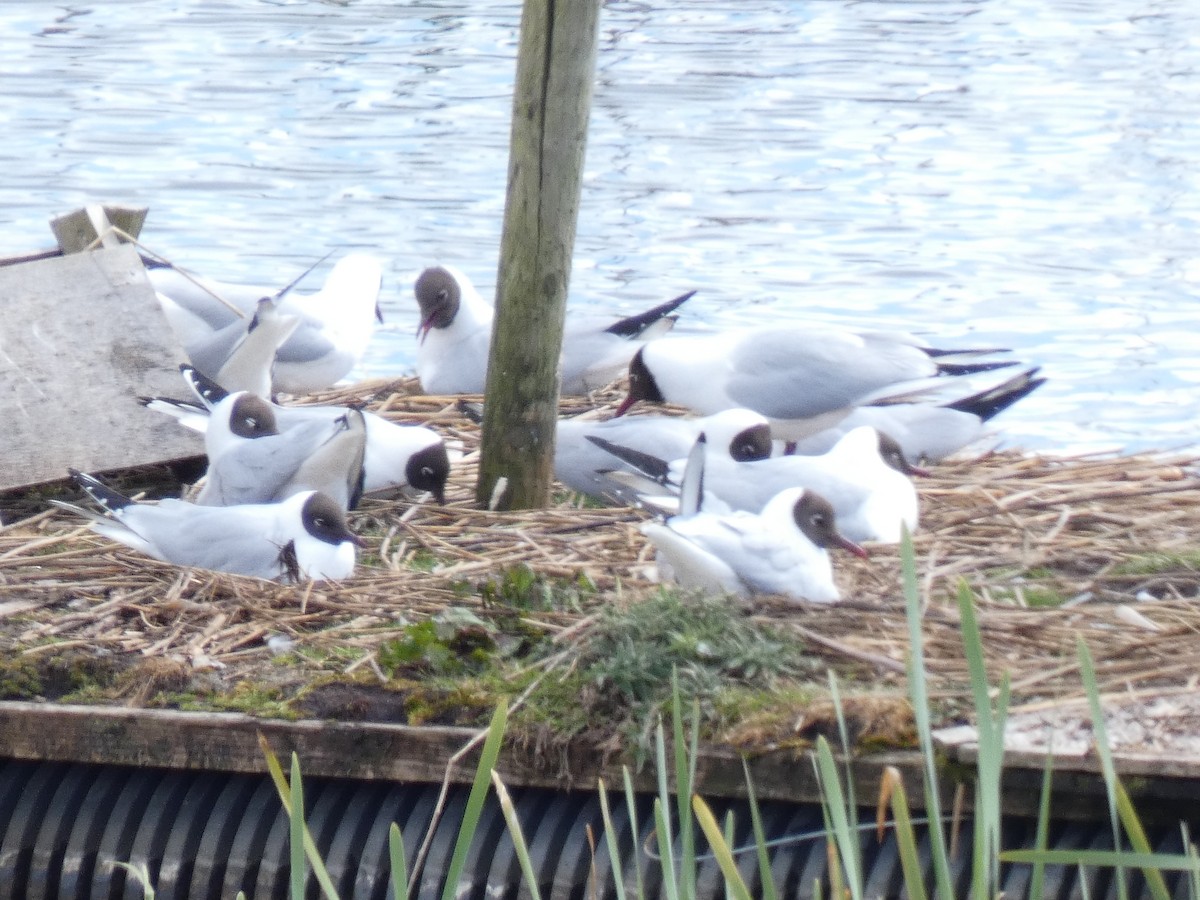 Black-headed Gull - ML334234471