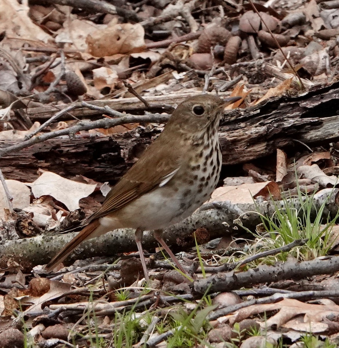 Hermit Thrush - ML334235411