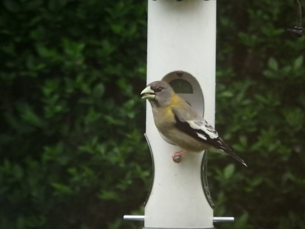 Evening Grosbeak - ML334235571