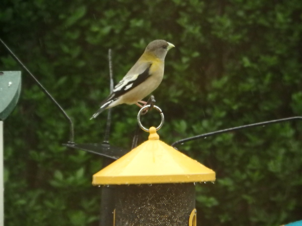 Evening Grosbeak - ML334235591