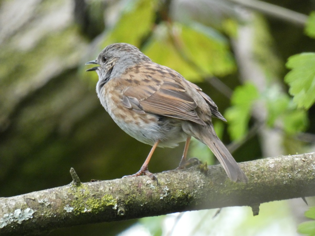 Dunnock - ML334236451