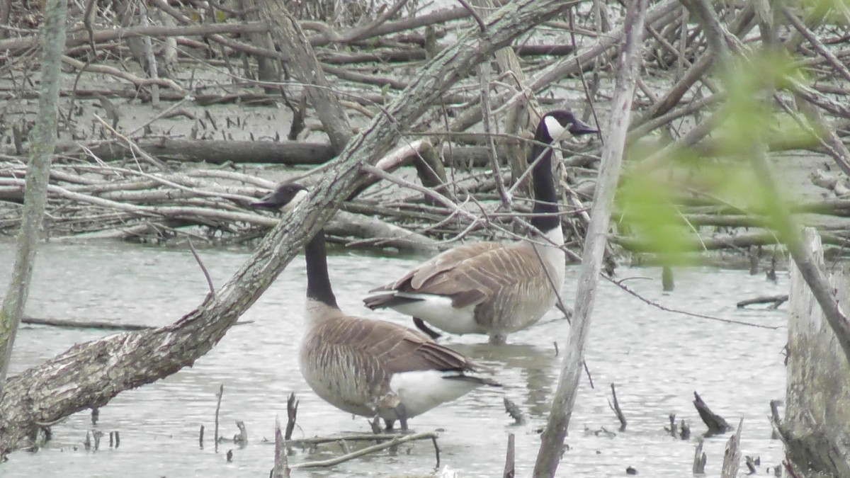 Canada Goose - Paul Dornbusch