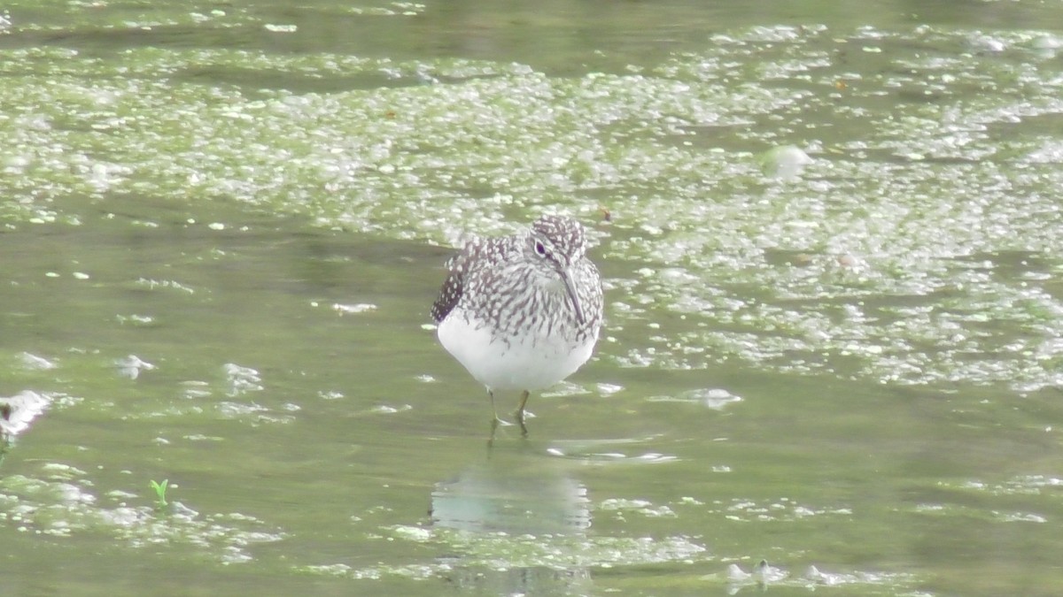 Solitary Sandpiper - ML334236631