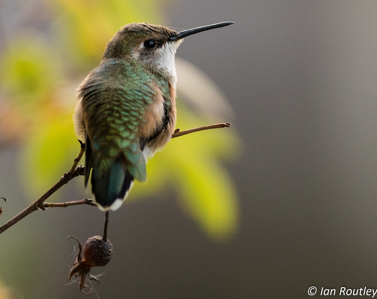 Rufous Hummingbird - ML33423691