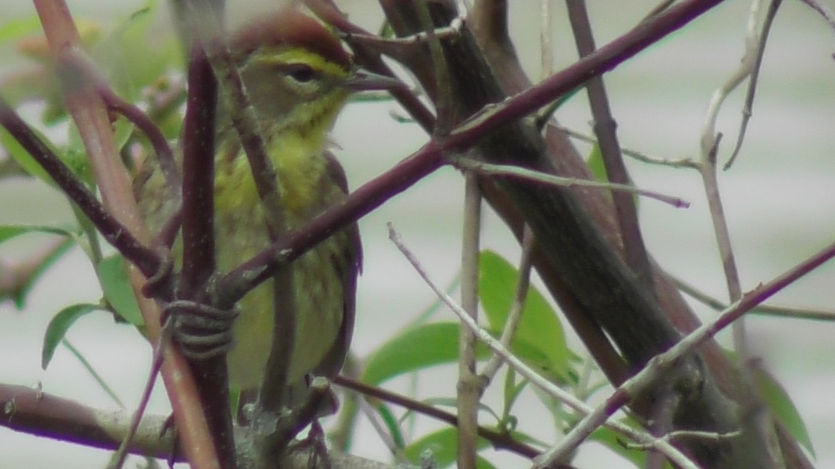 Palm Warbler - Paul Dornbusch