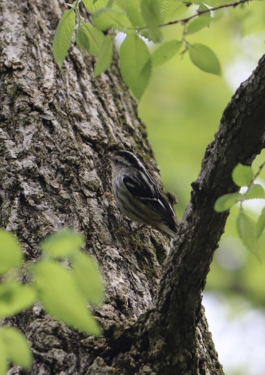 Black-and-white Warbler - ML334237491