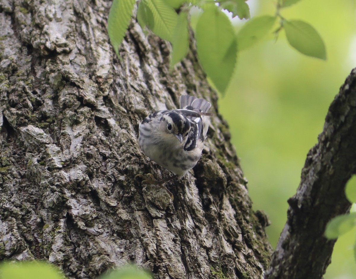 Black-and-white Warbler - ML334237501