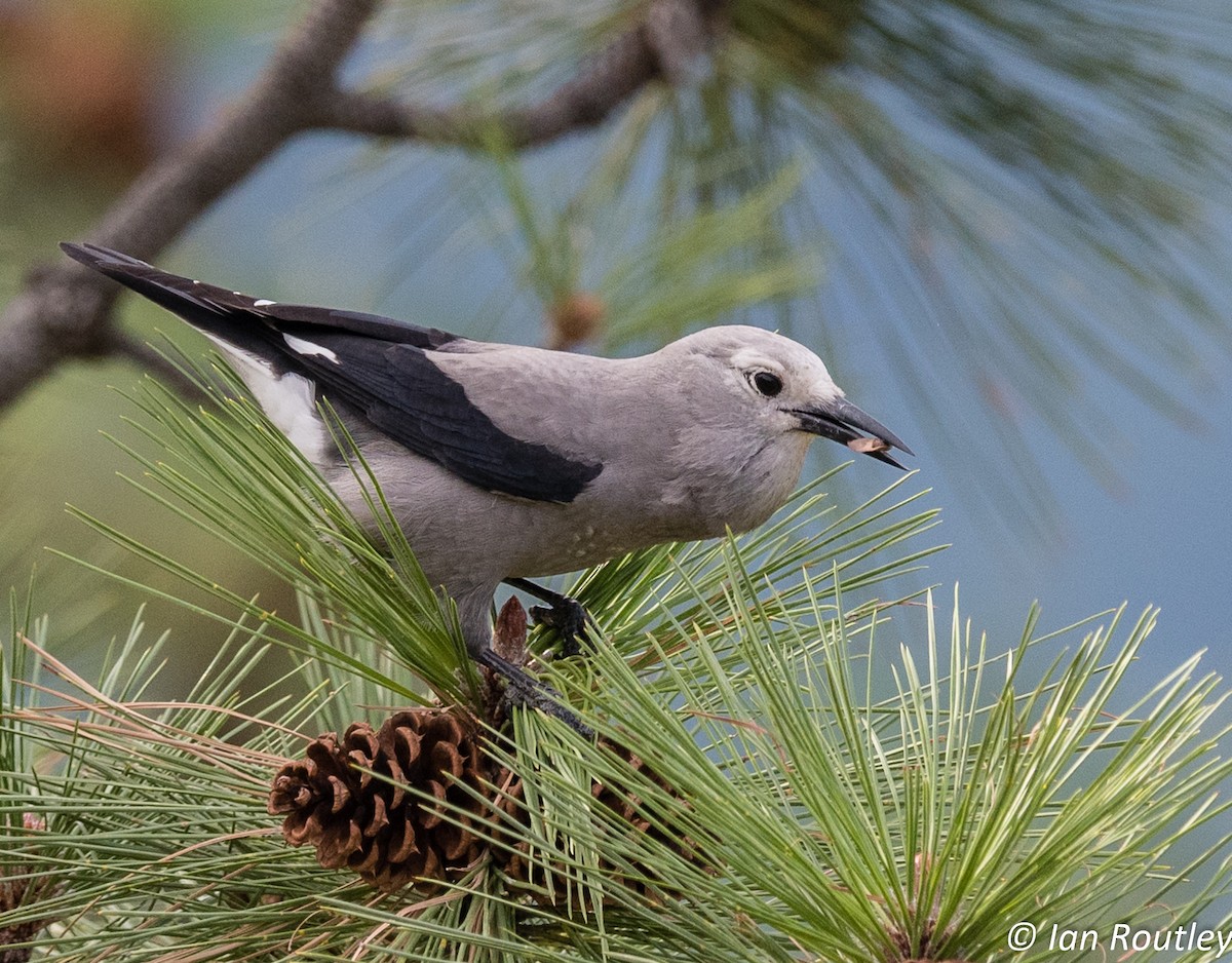 Clark's Nutcracker - Ian Routley