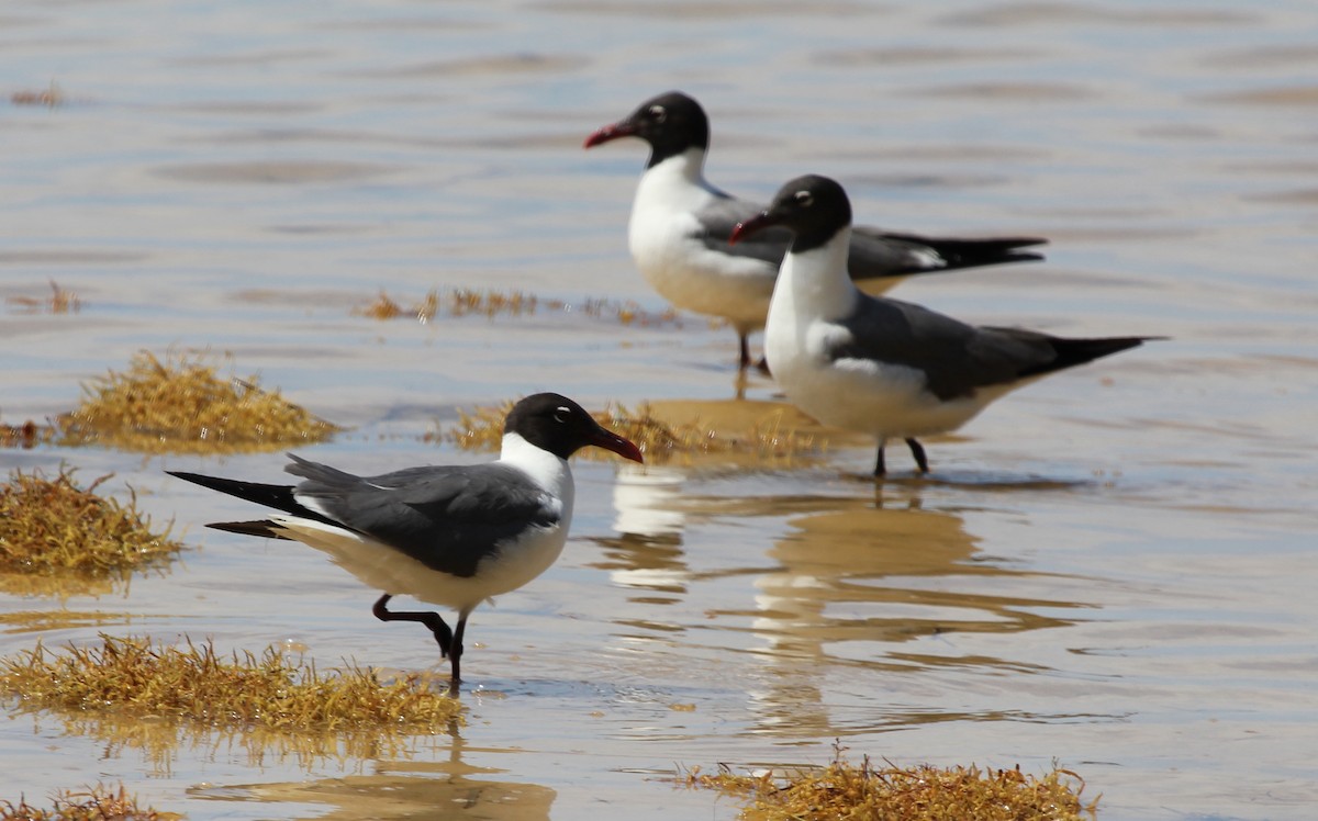 Laughing Gull - ML334238151