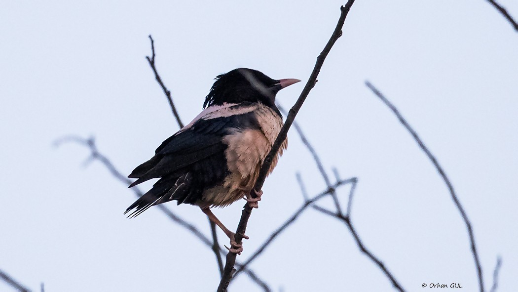 Rosy Starling - Orhan Gül