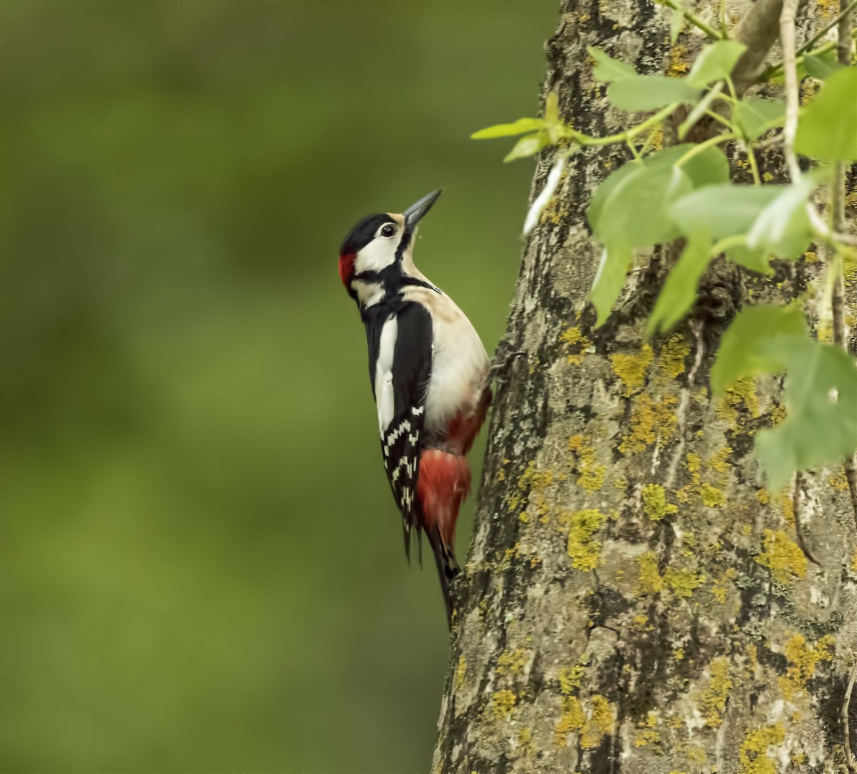 Great Spotted Woodpecker - ML334240431