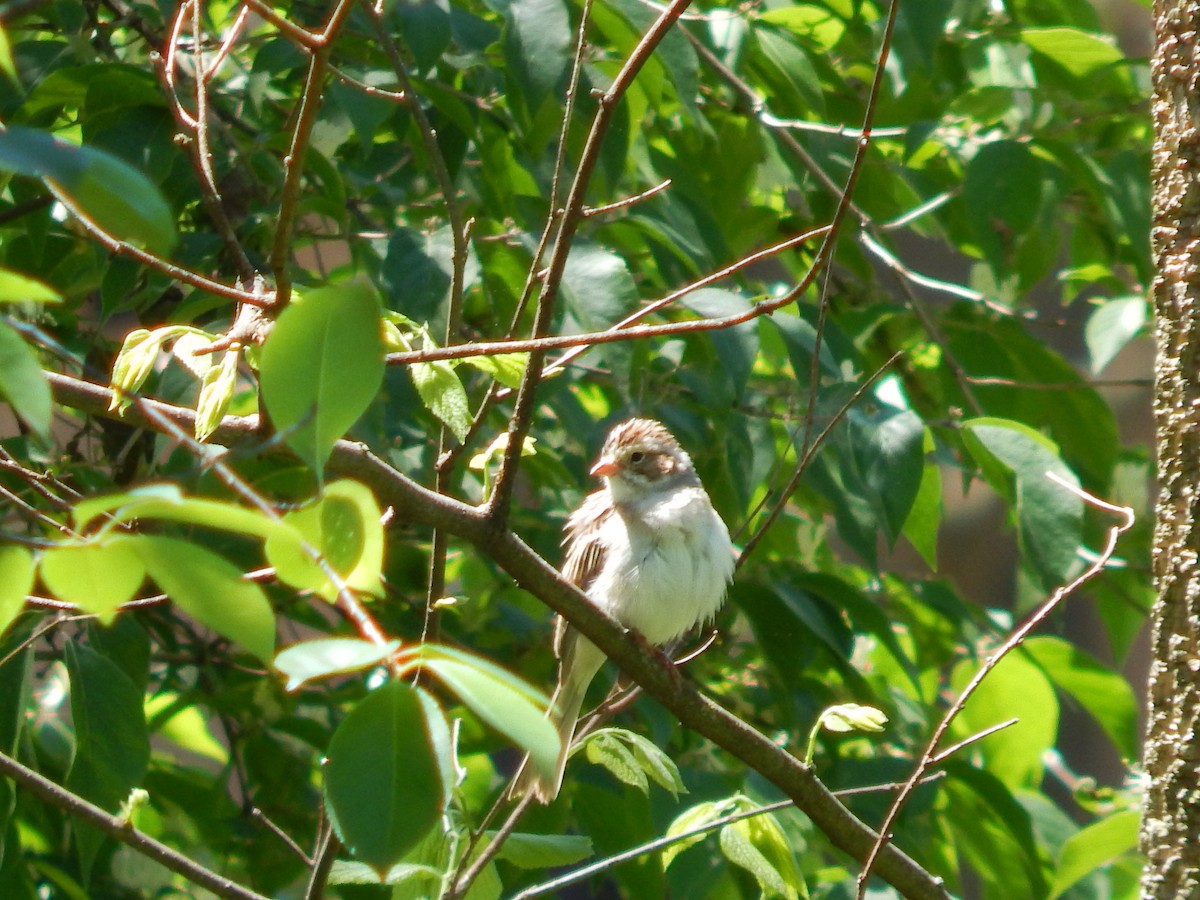 Clay-colored Sparrow - ML334241251