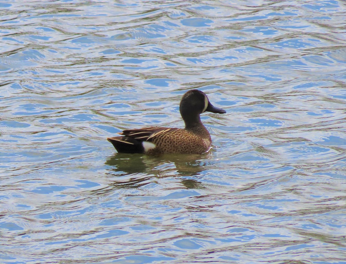 Blue-winged Teal - ML334243351