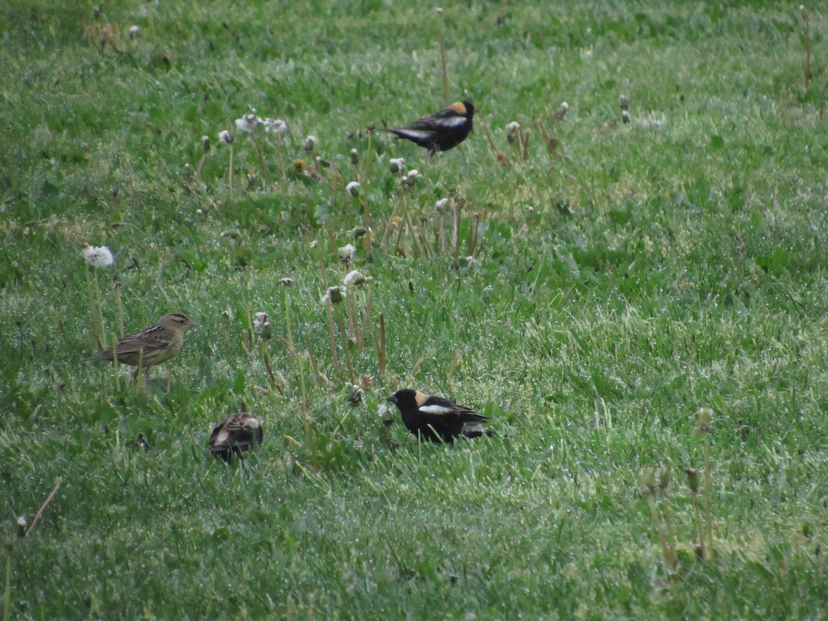 bobolink americký - ML334244371