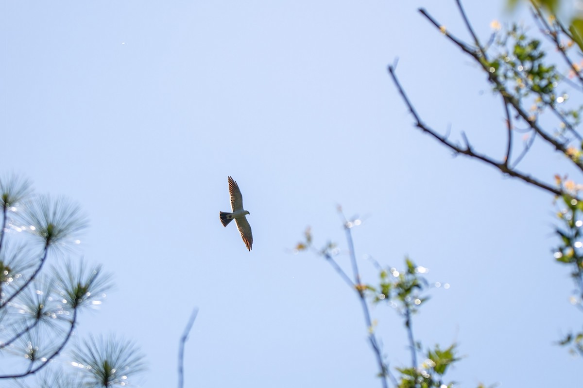 Mississippi Kite - ML334244701