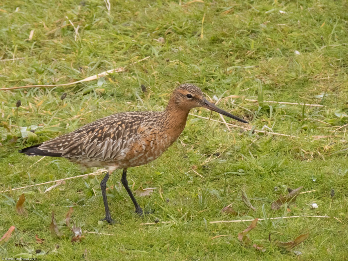 Bar-tailed Godwit - Dave Panchaud