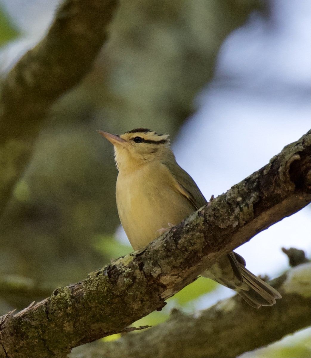 Worm-eating Warbler - ML334245491