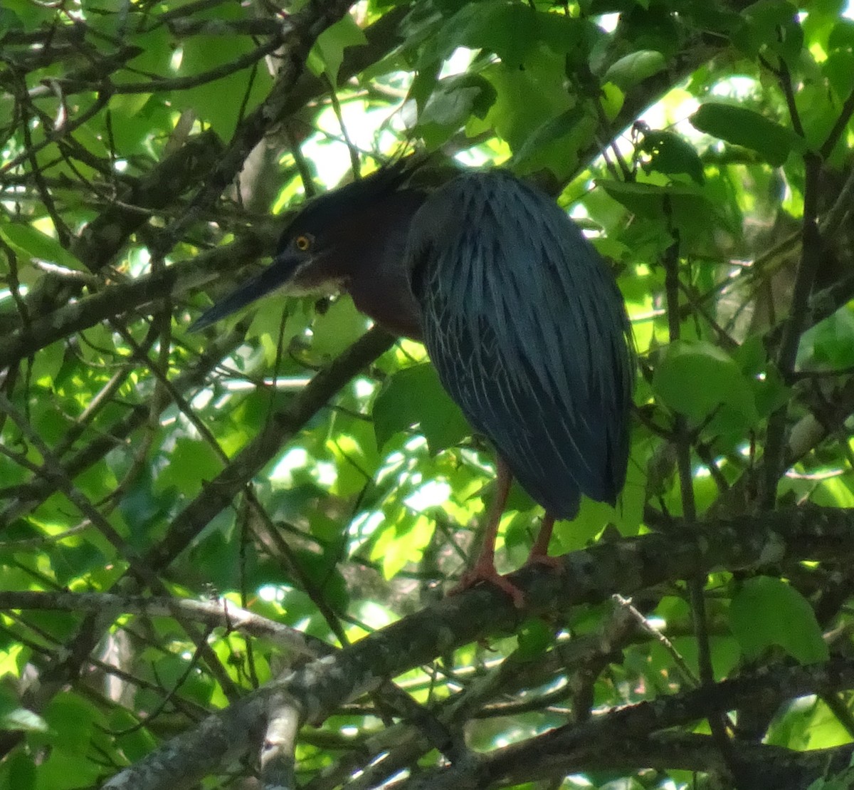 Green Heron - Nat Kohler